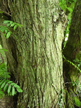 Ecorce lisse et assez claire quand il est jeune mais se crevassant avec l'âge et devenant noire. Agrandir dans une nouvelle fenêtre (ou onglet)